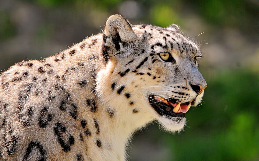 Animali, leopardo delle nevi, muso, maculato, maculato, gattone, colore Sfondo HD