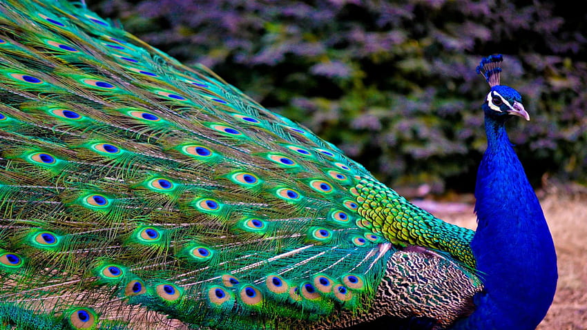 Most Beautiful Peacock . Full – HD wallpaper
