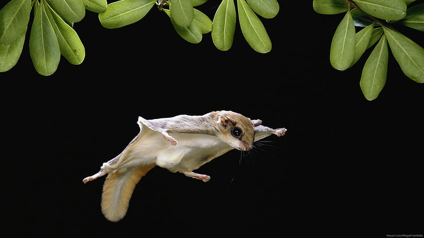 Sugar Glider Possum Animal Marsupial - Resolution: HD wallpaper