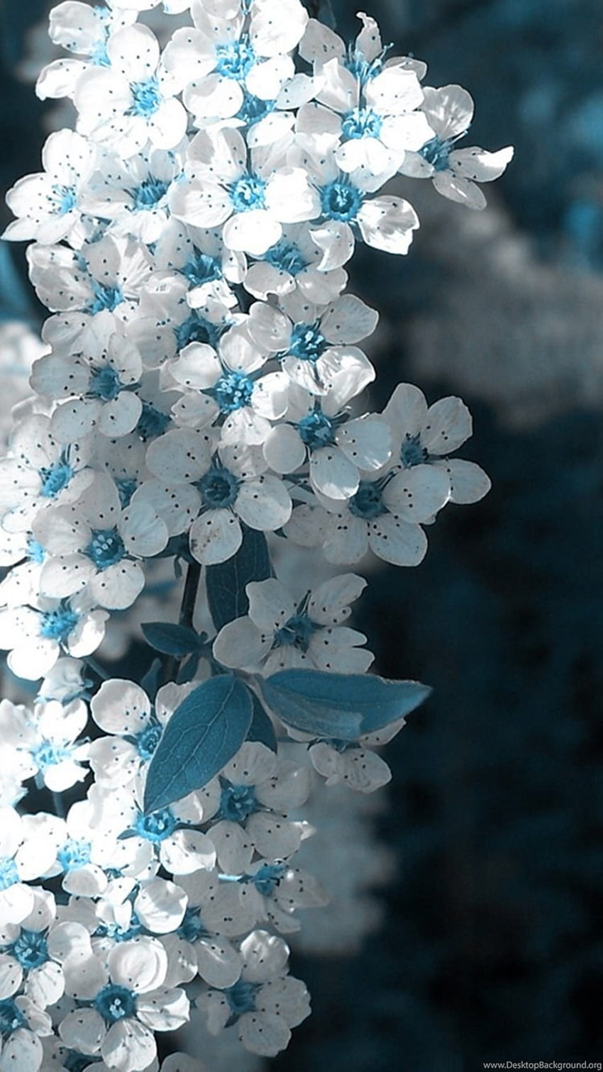 Premium Photo  Blue and white flowers wallpaper that is a beautiful  wallpaper for your iphone