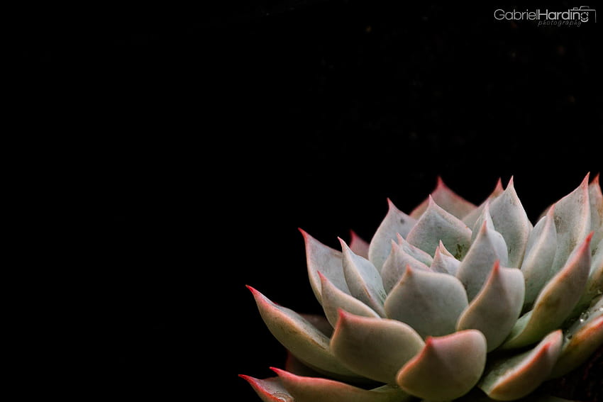 Wednesday – July 17th – Pink Tipped Succulent. We Travel HD wallpaper