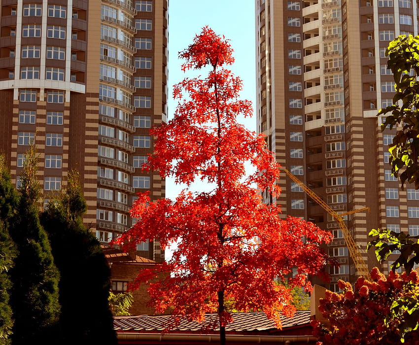 Jesień w mieście, liście, dom, upadek, drzewa, kolory Tapeta HD