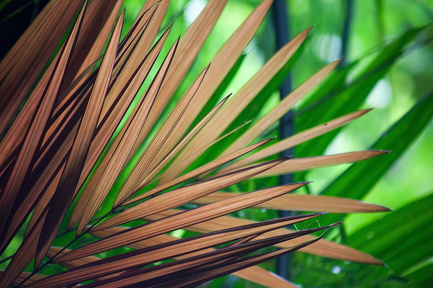Nature, Leaves, Wood, Tree, Palm, Branches HD wallpaper