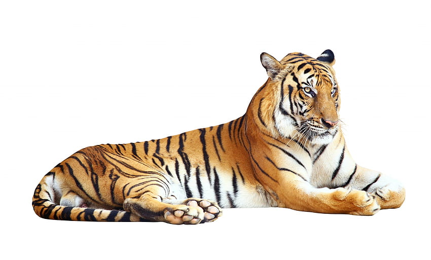 Tiger, animal, white, big cat, orange HD wallpaper