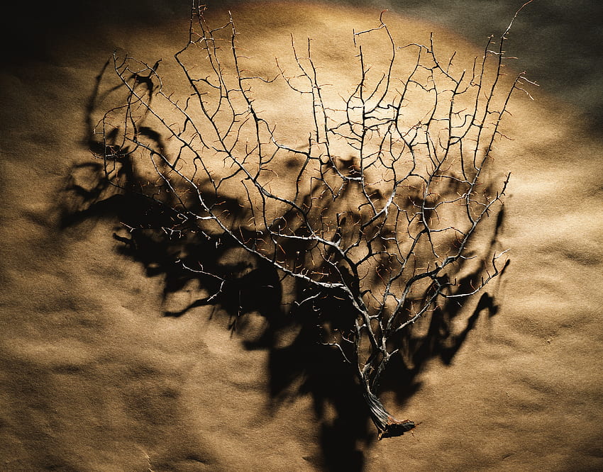 Macro, Dark, Branches, Dry HD wallpaper
