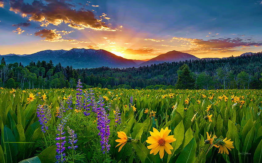 Rae Lakes Loop в Сиера Невада, диви цветя, Калифорния, цветове, облаци, небе, планини, залез HD тапет