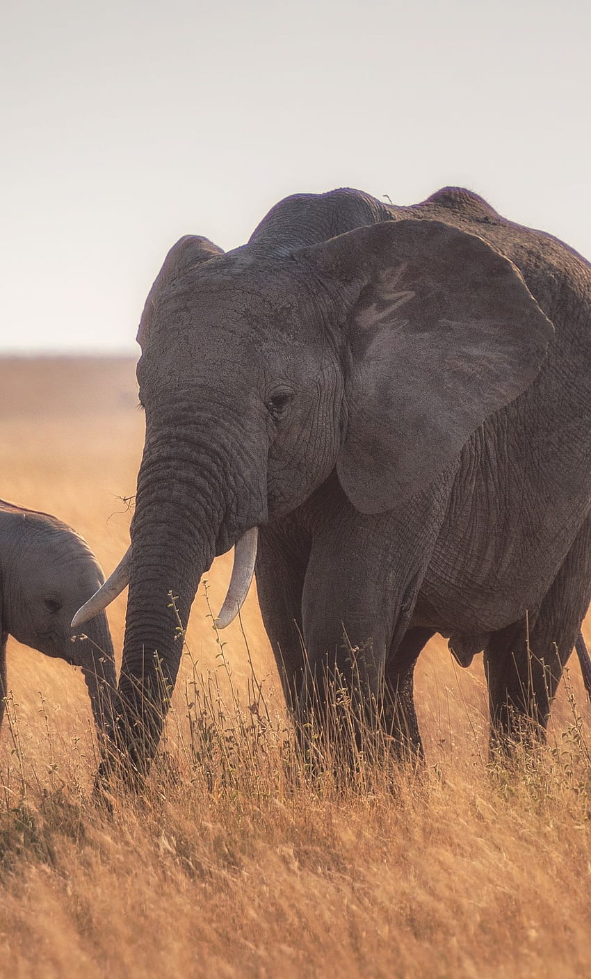 Ibu Bayi Gajah iPhone , , Latar Belakang, dan , Telepon Bayi Gajah wallpaper ponsel HD