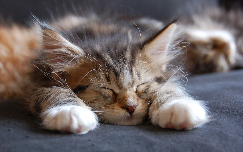 Sleeping Maine Coon Cat HD wallpaper