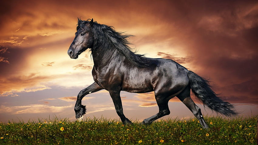 caballo, pezuñas, melena, galopando, negro, puesta de sol, hierba verde, cielo, nubes, sistema operativo fondo de pantalla