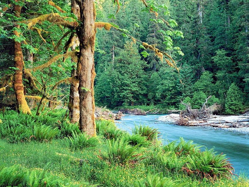Alam, Sungai, Pohon, Pakis Wallpaper HD