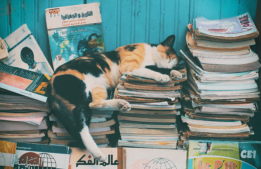 Animals, Books, Cat, Relaxation, Rest, Sleep, Dream, Logs, Magazines HD wallpaper