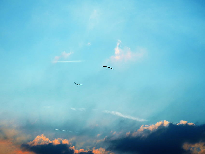 Nature, Birds, Sky, Clouds, Silhouettes, Flight HD wallpaper