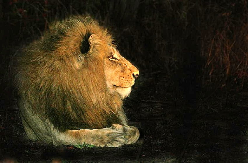 Profile of a King, mane, king, black bakground, lion, gold, male HD wallpaper