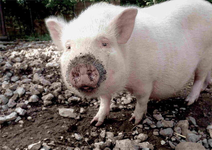 당신의 얼굴에 미소를 가져다 줄 귀여운 돼지, 사랑스러운 아기 돼지 HD 월페이퍼