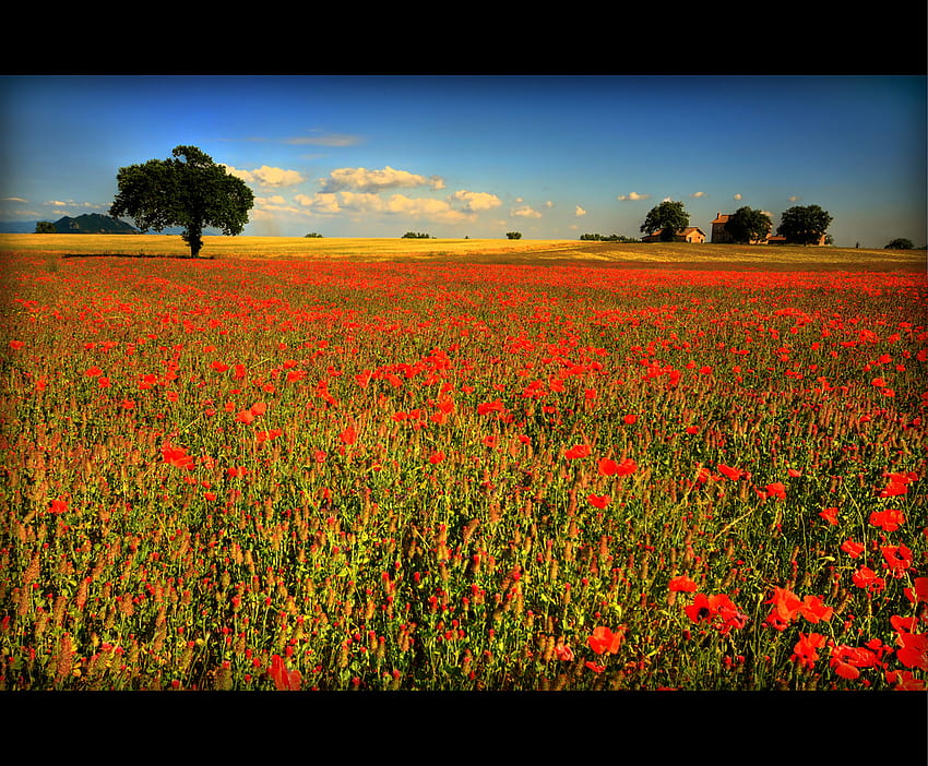 Poppies Field, poppies, field, red, nature HD wallpaper