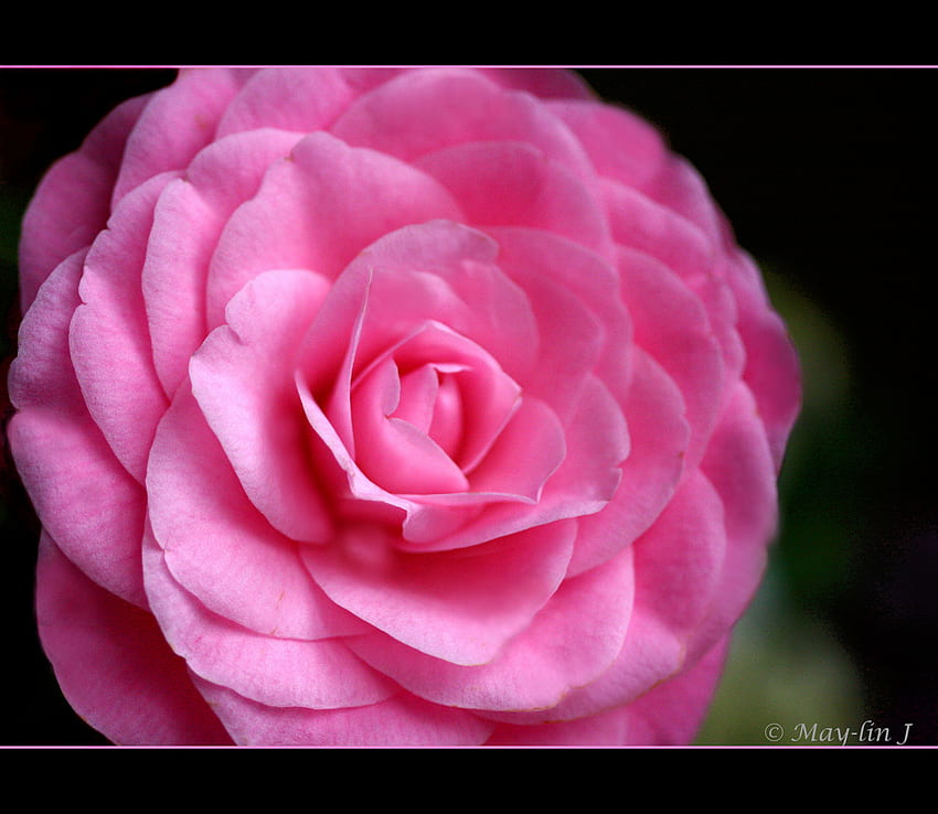 Camellia merah muda, bunga kamelia, merah muda, kelopak bunga, bunga, alam Wallpaper HD