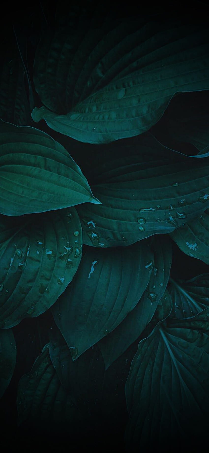 Dark leaves – iOSwall. Green leaf , Dark green , Dark background, Dark Green Minimalist HD phone wallpaper
