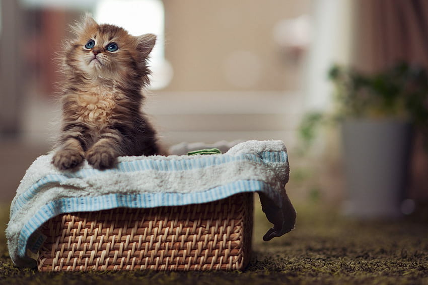 gatinho fofo em uma cesta, cesta, gatos, gatinho, animais papel de parede HD