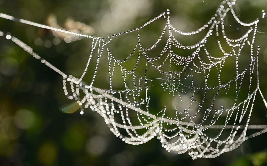 Spider Web with Dewdrops, dewdrops, cobweb, spider web, macro HD wallpaper