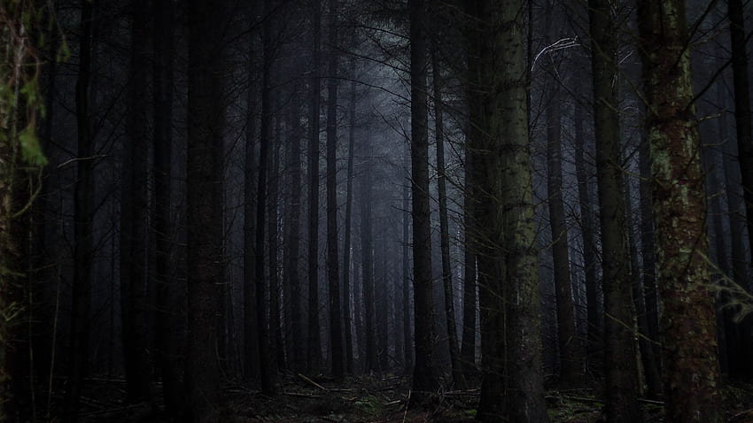 Floresta Escura, Nevoeiro, Assustador, Árvores para Laptop, Notebook papel de parede HD