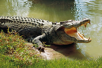 32,218 Crocodile Stock Photos, High-Res Pictures, and Images - Getty Images