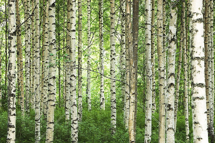 Clear Birch Forest - Wall Mural & - wall. Forest wall mural, Forest , Birch tree HD wallpaper