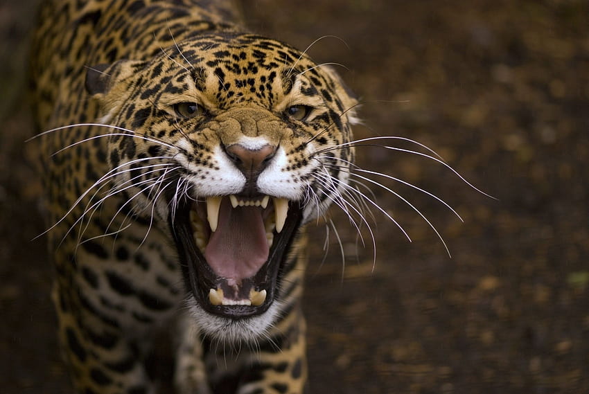 Animals, Jaguar, Aggression, Grin, Muzzle, Predator, Anger HD wallpaper