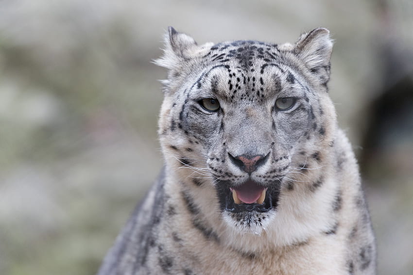 Животни, снежен леопард, хищник, голяма котка, зъби HD тапет
