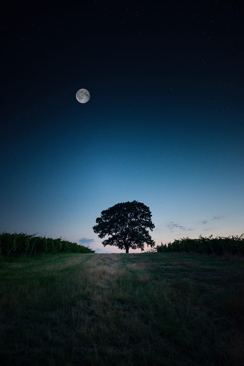 Пейзаж, дърво, вечер HD тапет за телефон
