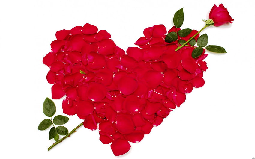 εїз Día de San Valentín pétalos de corazón para-Adi- εїз, colorido, diseño, gráfico, día especial, san valentín, rosa, pétalos, amor y paz, hermosa rosa, paisaje, hojas, amor, rojo, naturaleza, romántico, flores, esplendor fondo de pantalla