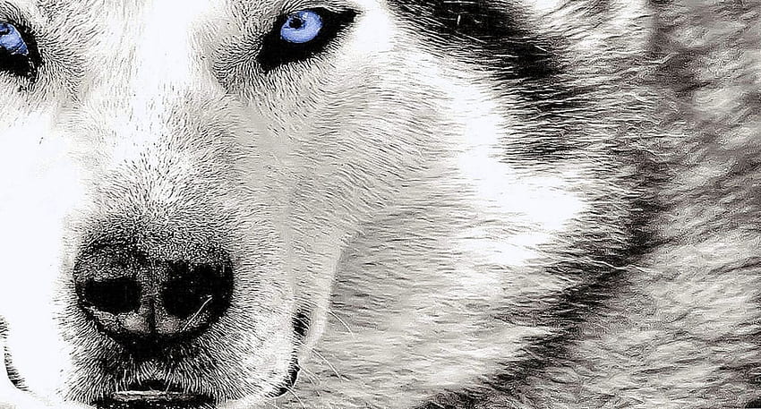 Angry Wolf HD wallpaper | Pxfuel