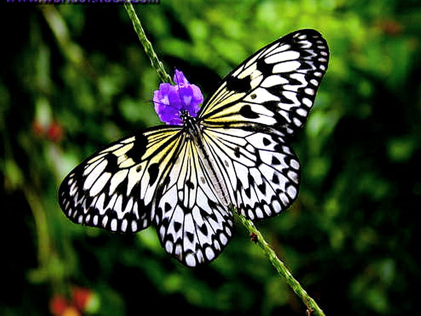Purple White Butterfly, animal, purple, wings, white, butterfly, insects, flowers HD wallpaper