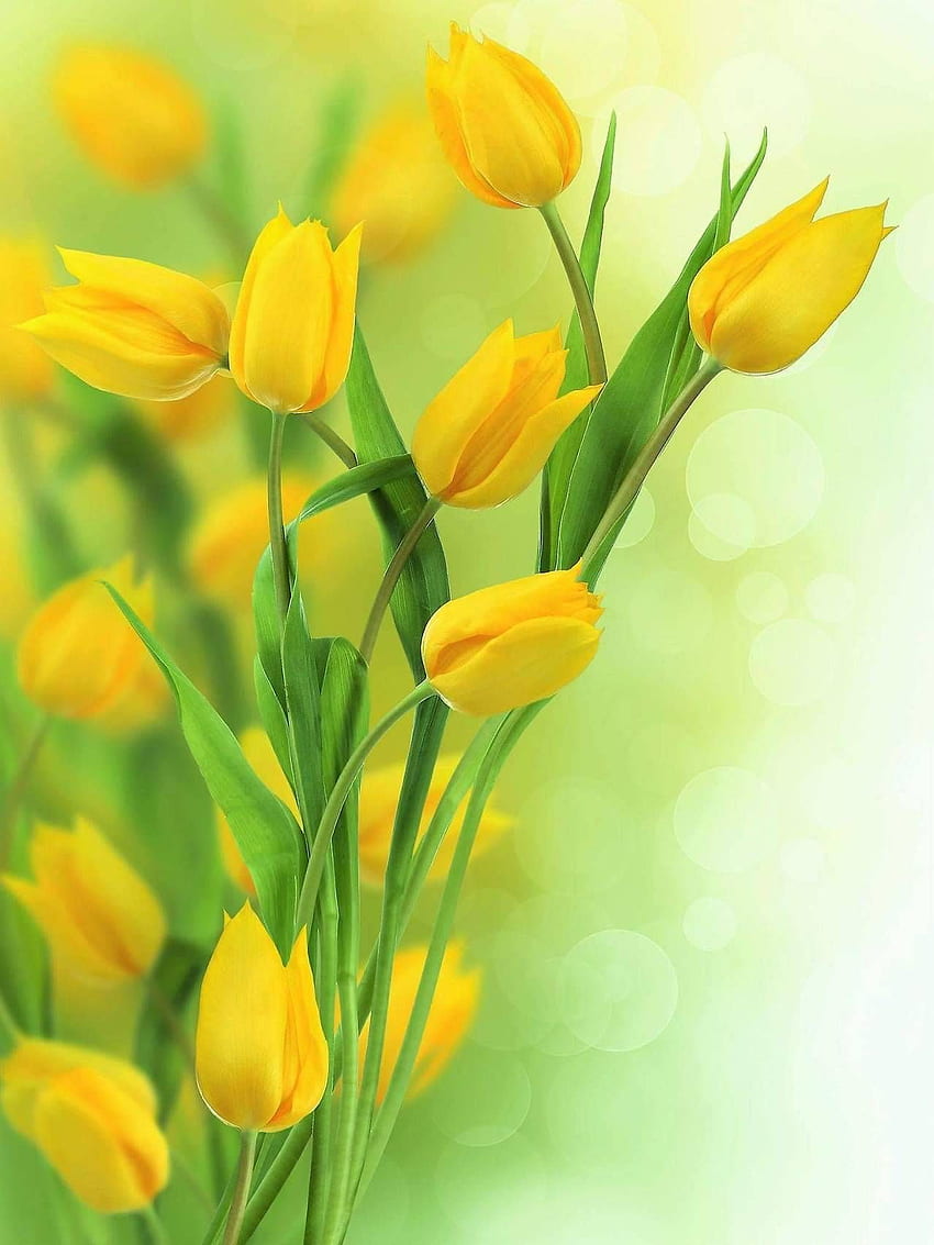 Love Surreal. Tulips flowers, Beautiful flowers, Yellow Tulips HD phone wallpaper
