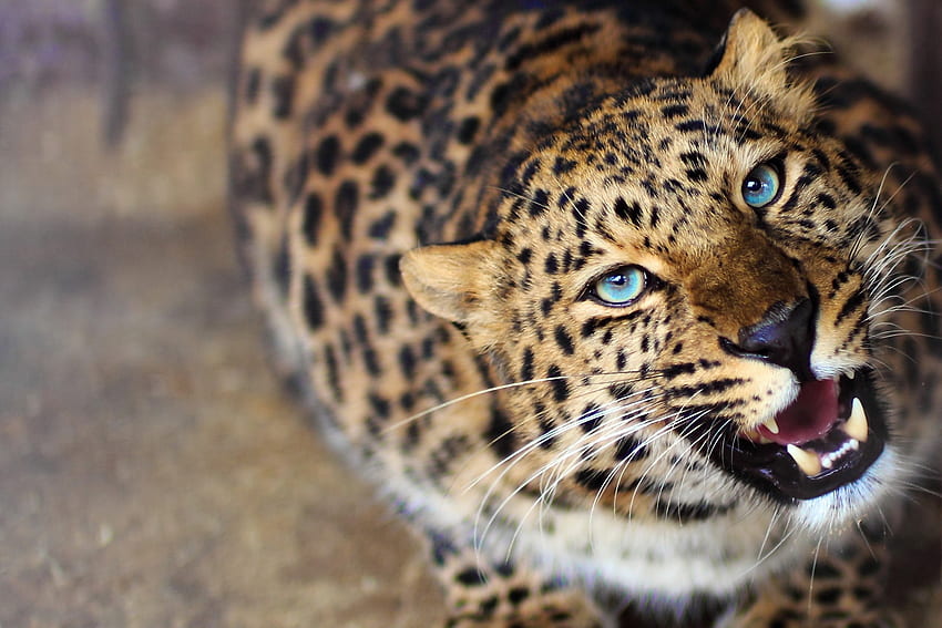 Baby blue eyes, pisica, animal, spot, leopard, blue eyes, cat HD wallpaper
