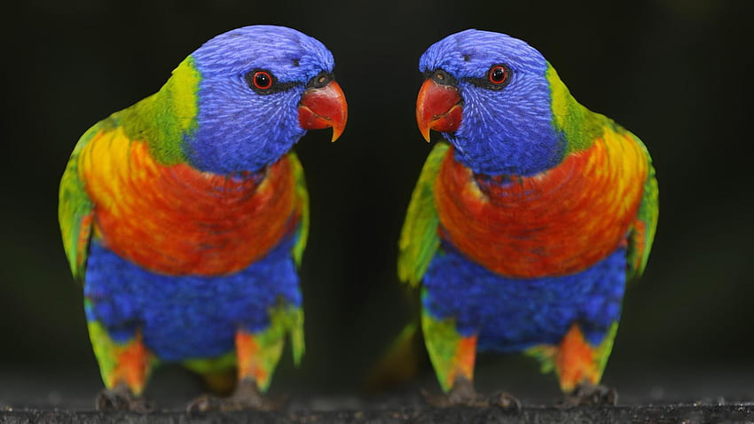 Pappagallo colorato. Uccelli per Android Sfondo HD