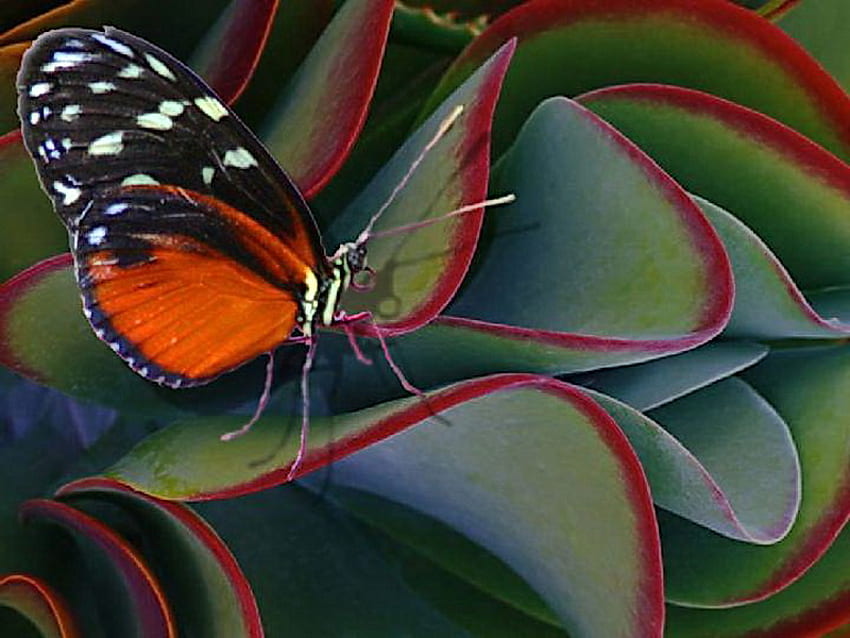 On the leaves, white, black, plant, leaves, butterfly, green, red, orange HD wallpaper