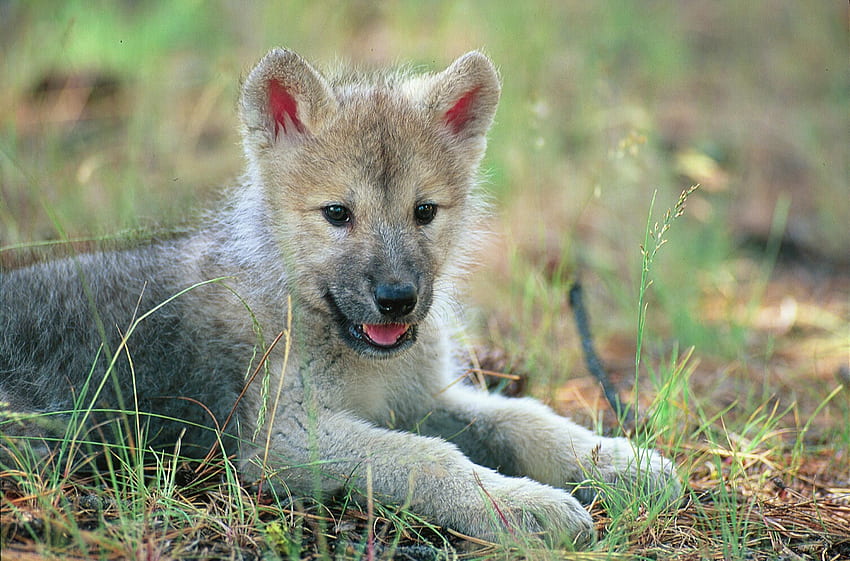wolf pup . Baby wolves, Wolf pup, Wolf HD wallpaper