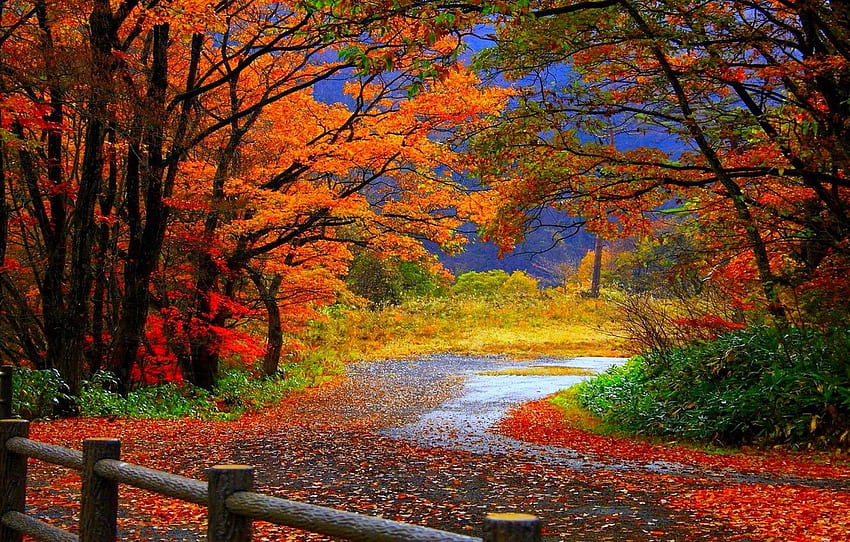 sonbahar, yapraklar, sonbahar, yeşillik için , bölüm пейзажи HD duvar kağıdı