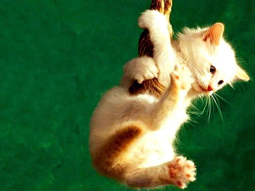 Cute Kitten Hangging On, animales, cats, pets, creatures HD wallpaper
