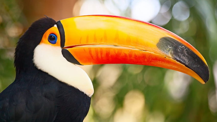 Toucan, nature, birds, animals HD wallpaper | Pxfuel