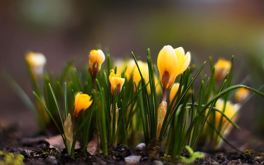 Primavera amarilla de la naturaleza de las flores del azafrán. Flores de primavera fondo de pantalla