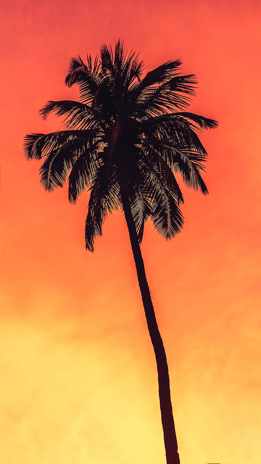 coconut-tree-coconut-palms-hd-phone-wallpaper-pxfuel