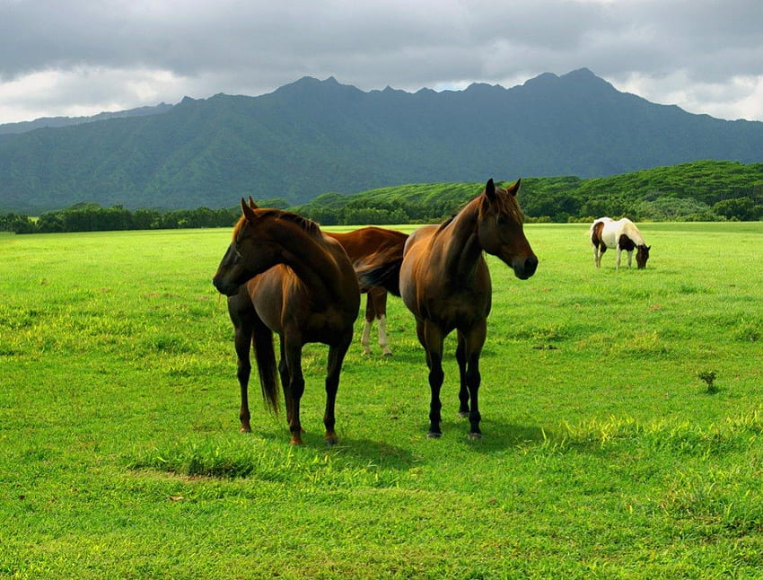 коне в полето, коне, трева, поле, планина HD тапет