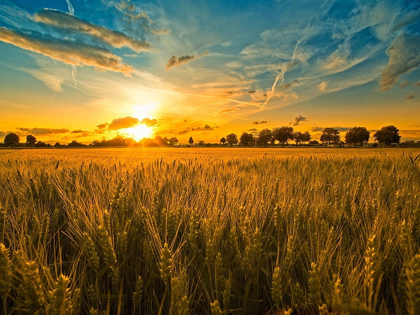 Landscape, Sunset, Fields, Sky, Sun, Wheat HD wallpaper