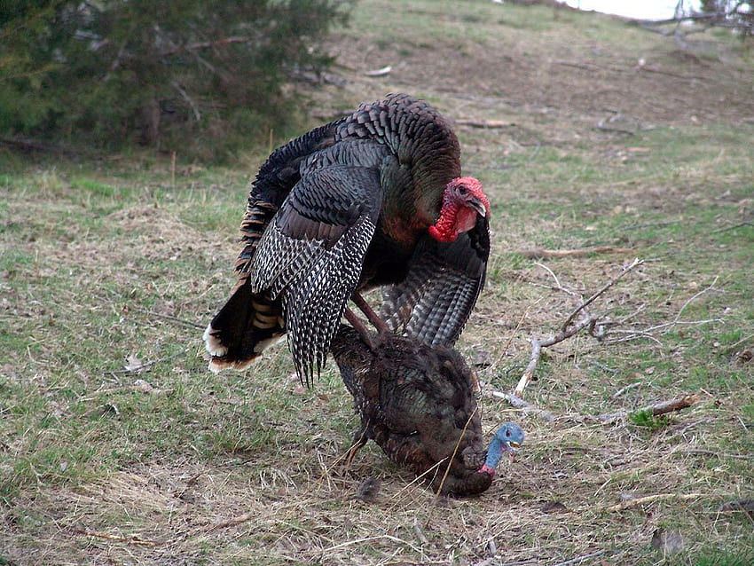 Top 59 Wild Turkey - Animal Spot, Gobbling Turkey Fond d'écran HD