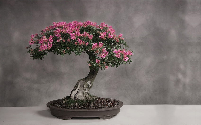Bonsai Japan Tree Art Stock . Árbol bonsai de HD wallpaper