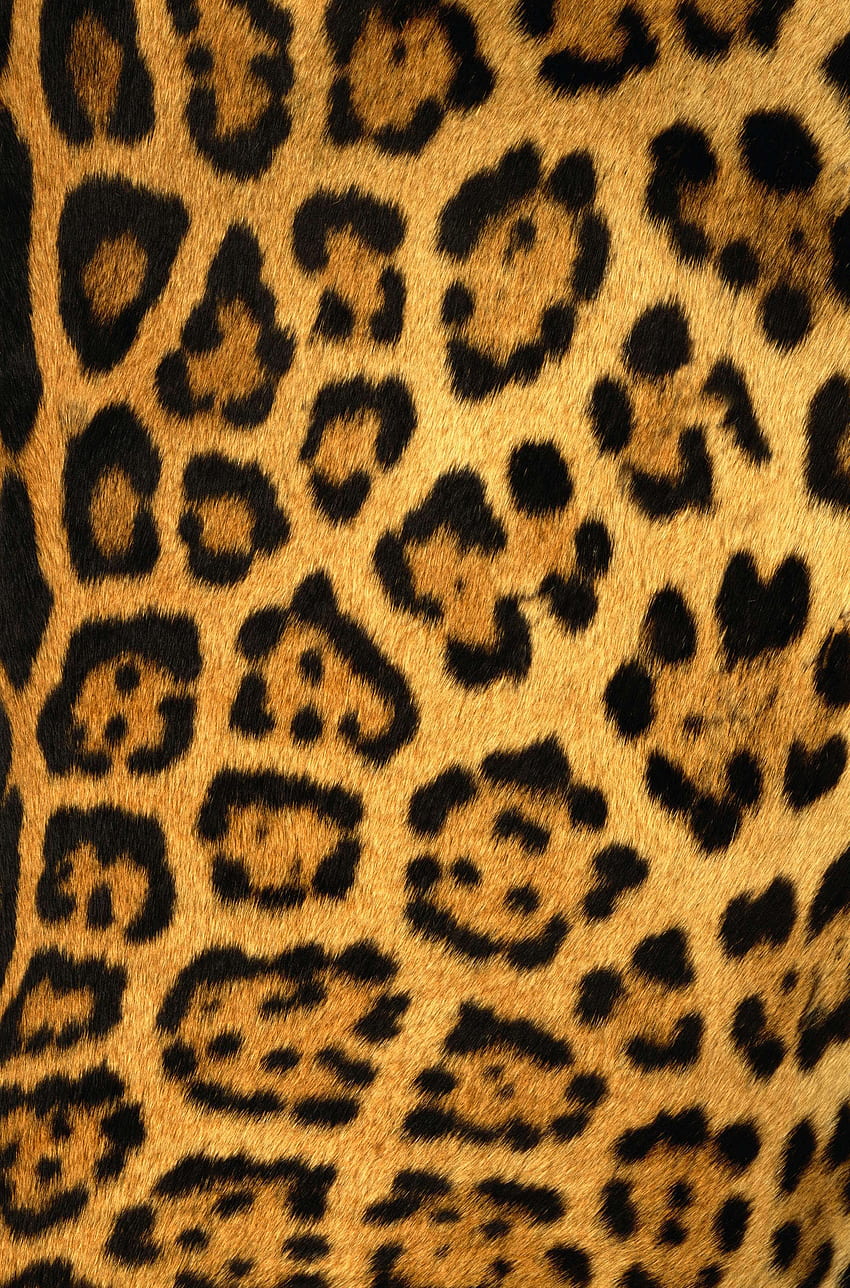 plano de fundo, leopardos Papel de parede de celular HD