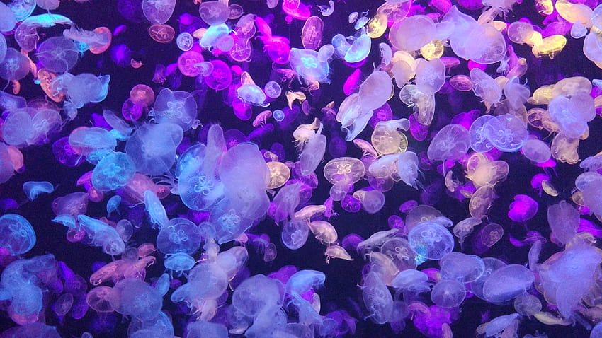 Tiere, Quallen, Neon, Glühen, Unterwasserwelt, Phosphor HD-Hintergrundbild