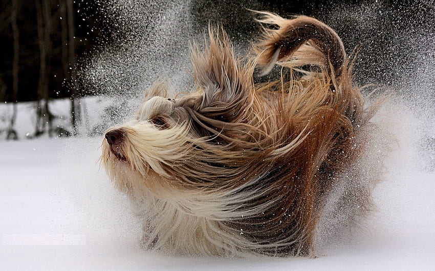 Zwierzęta, śnieg, pies, grać, Yorkshire Terrier Tapeta HD