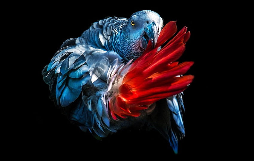 feathers, tail, black background, Jaco, grey parrot for , section животные HD wallpaper
